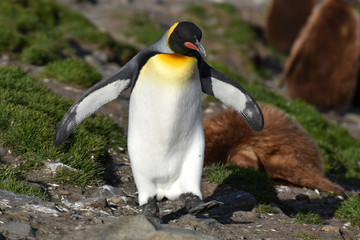 King penguin walking near Saint Andrew's Bay, South Georgia Island