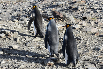 King penguin walking near Saint Andrew's Bay, South Georgia Island