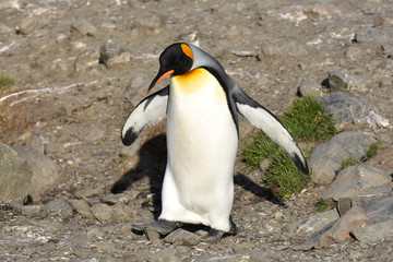 King penguin walking near Saint Andrew's Bay, South Georgia Island