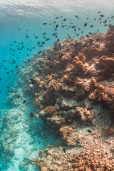 Underwater scene with reef fish surrounding colorful coral reef formations