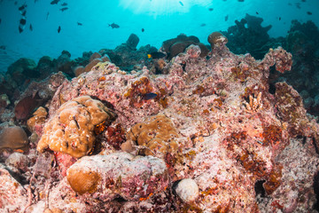 Underwater scene with reef fish surrounding colorful coral reef formations