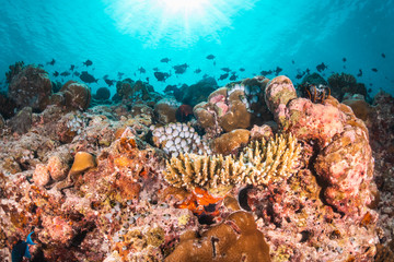 Underwater scene with reef fish surrounding colorful coral reef formations