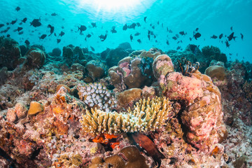 Underwater scene with reef fish surrounding colorful coral reef formations