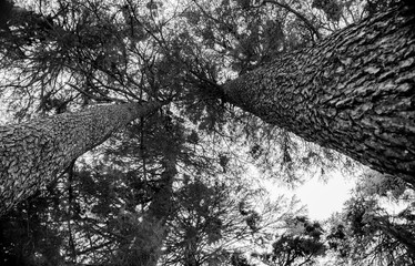 Pine Tree Forests near patnitop, nathatop jammu India

