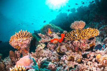 Underwater scene with reef fish surrounding colorful coral reef formations