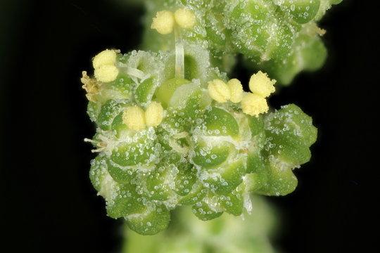 Common Orache (Atriplex patula). Inflorescence Detail Closeup