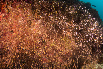 Underwater scene with reef fish surrounding colorful coral reef formations