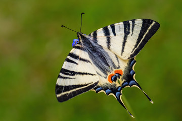 Obraz premium Scarce Swallowtail - Iphiclides podalirius, beautiful colored swallowtail from European meadows and bushes, Zlin, Czech Republic.