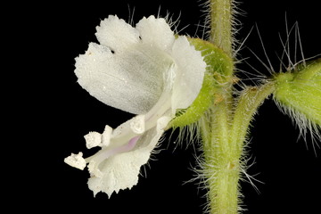 Fototapeta na wymiar Basil (Ocimum basilicum). Flower Closeup