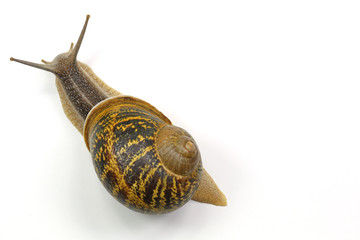 snail close up isolated on white background