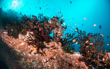 Underwater scene with reef fish surrounding colorful coral reef formations