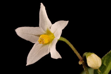 Black Nightshade (Solanum nigrum). Flower Closeup