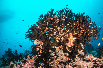 Fototapeta na wymiar Underwater scene with reef fish surrounding colorful coral reef formations