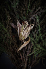 Vintage flowers.lilly flower on pine leaves and Black background.