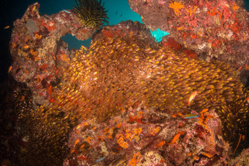 Naklejka na ściany i meble Underwater scene with reef fish surrounding colorful coral reef formations
