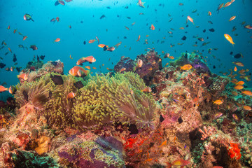 Plakat Underwater scene on colorful reef fish swimming together in clear water among a pristine reef formation