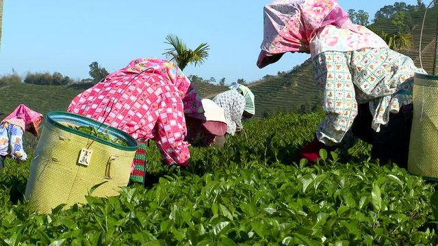 Group of women comb through shiny dark green bushes of tea to harvest perfect leaves for best crop. Agricultural workers picking tea leaves on mountain slopes of Taiwan wearing large hats.