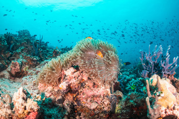 Clownfish swimming among colorful soft coral in clear blue water