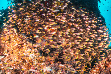 Underwater scene on colorful reef fish swimming together in clear water among a pristine reef formation