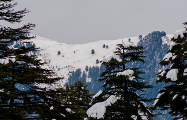 Trees covered with white snow in the himalayan mountain range of Jammu
