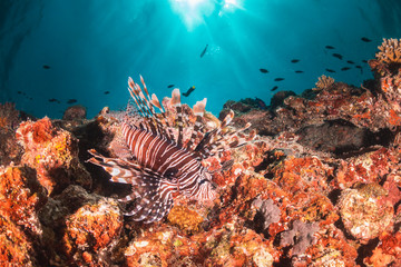 Underwater scene on colorful reef fish swimming together in clear water among a pristine reef formation