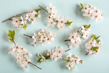 Spring background. Cherry blossom flowers on blue background. Top view.