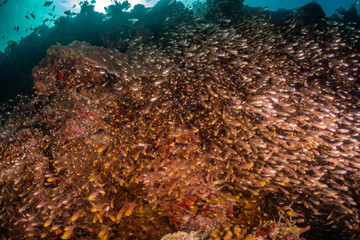 Naklejka na ściany i meble Underwater scene on colorful reef fish swimming together in clear water among a pristine reef formation