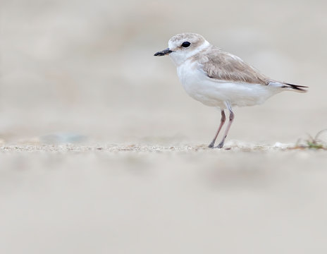 Cute kentish plovers stands on a deserted beach