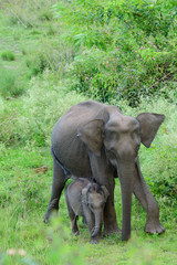 Fototapeta premium Asian elephant also called Asiatic elephant, is the only living species of the genus Elephas and is distributed throughout the Indian subcontinent and Southeast Asia