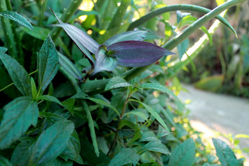 Wandering Jew decorative vine plant