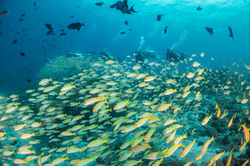 Fototapeta na wymiar Underwater scene on colorful reef fish swimming together in clear water among a pristine reef formation