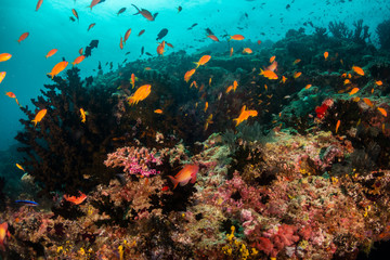 Underwater scene on colorful reef fish swimming together in clear water among a pristine reef formation