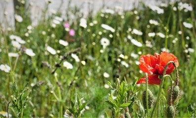 Blumenwiese