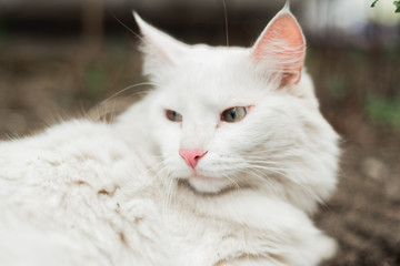 white cat close-up lying with green eyes