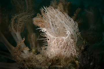 Nudibranch Melibe colemani. Underwater macro photography from Romblon, Philippines