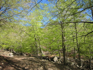 Entre primavera y verano