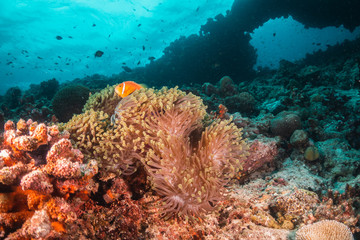 Orange anemonefish swimming inside a soft coral in clear blue water