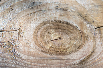 Texture of tree with large knot of cracked, layered rough surface, separated by annual growth lines...