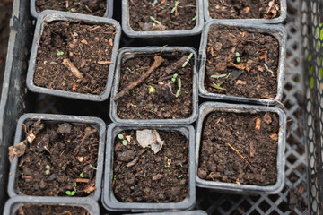 the potted seedlings have just sprung up new