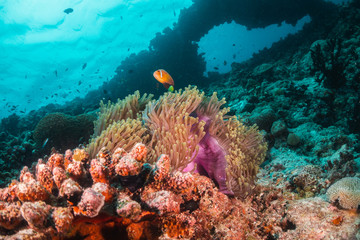 Orange anemonefish swimming inside a soft coral in clear blue water