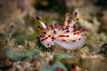Nudibranch Shaggy Aegires (Aegires villosus). Underwater macro photography from Romblon, Philippines