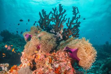 Colorful coral reef surrounded by tropical schools of small fish in clear blue water