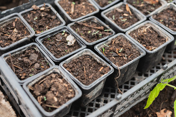 the potted seedlings have just sprung up new