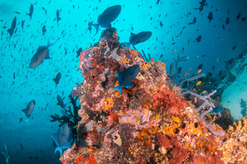 Colorful coral reef surrounded by tropical schools of small fish in clear blue water
