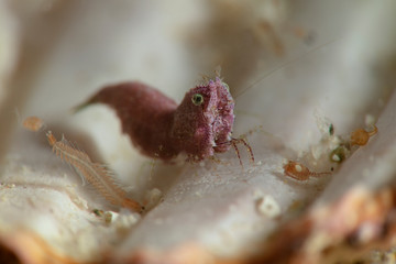 Sashimi Shrimp (Thorella cobourgi). Underwater macro photography from Romblon, Philippines