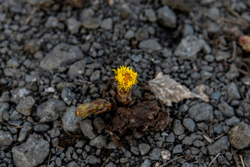 the first flower mother and stepmother on a background of stones with soft focus