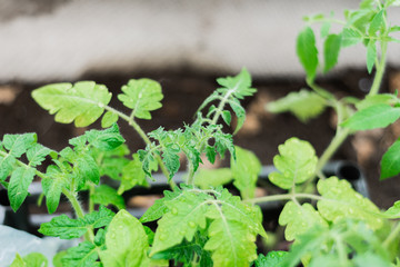 tomato seedlings in the greenhouse for planting