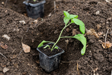planting green seedlings in a greenhouse