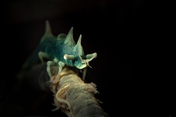 Dragon shrimp (Miropandalus hardingi). Underwater macro photography from Romblon, Philippines