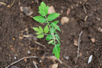 tomato seedlings in the greenhouse for planting